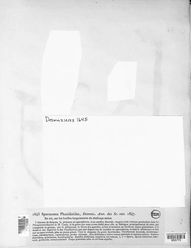 Sporonema image